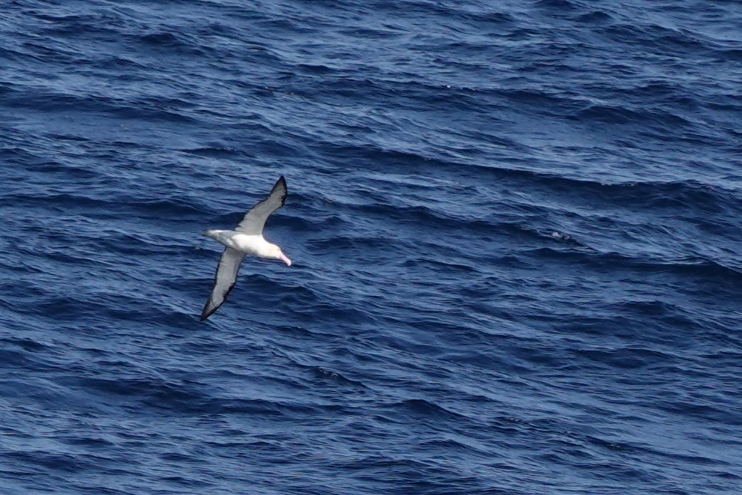 albatros bělohřbetý - ML619638458