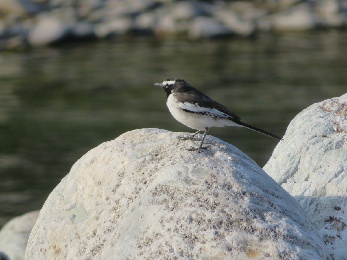 White-browed Wagtail - ML619638517