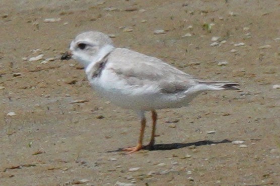 Piping Plover - ML619638523