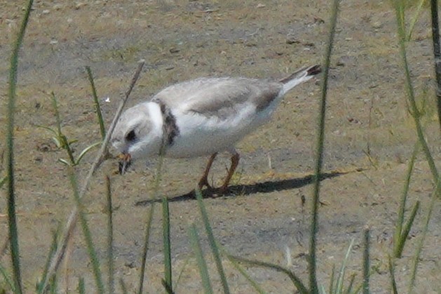 Piping Plover - ML619638524