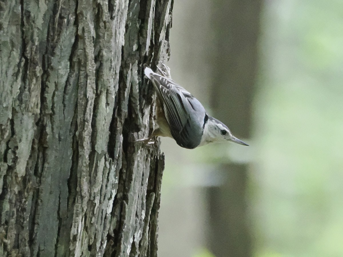 White-breasted Nuthatch - ML619638554
