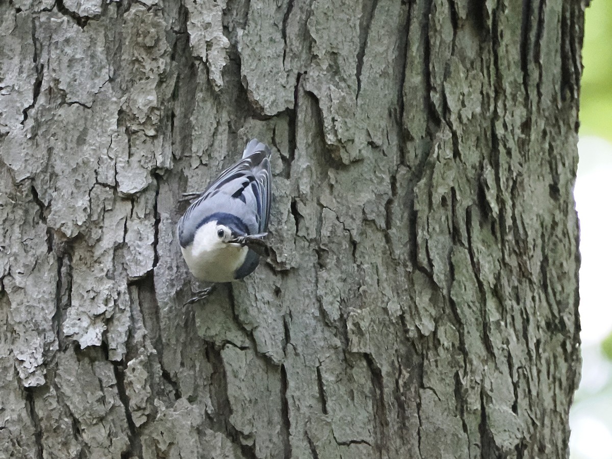 White-breasted Nuthatch - ML619638556