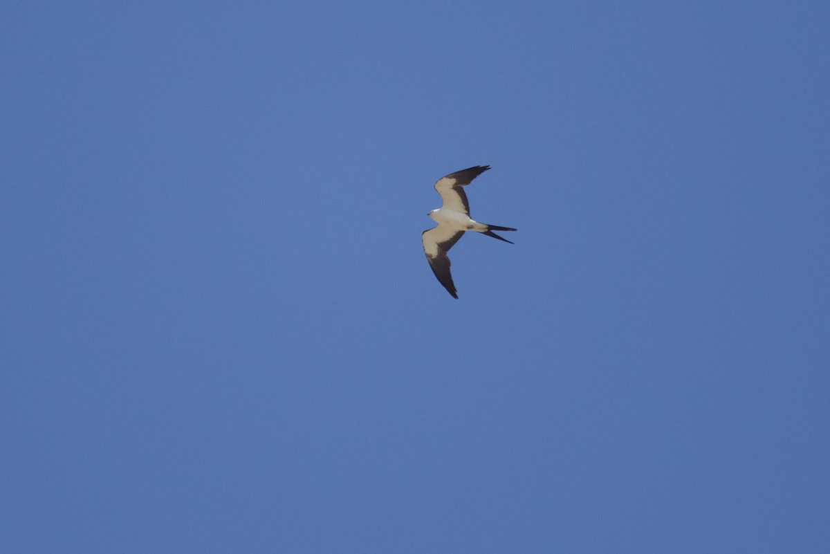 Swallow-tailed Kite - ML619638654