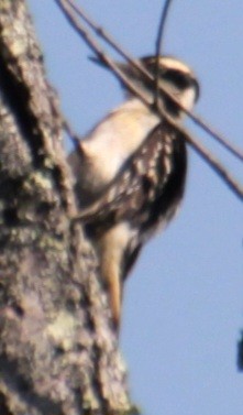 Downy Woodpecker (Eastern) - ML619638659