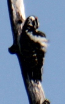 Downy Woodpecker (Eastern) - ML619638660