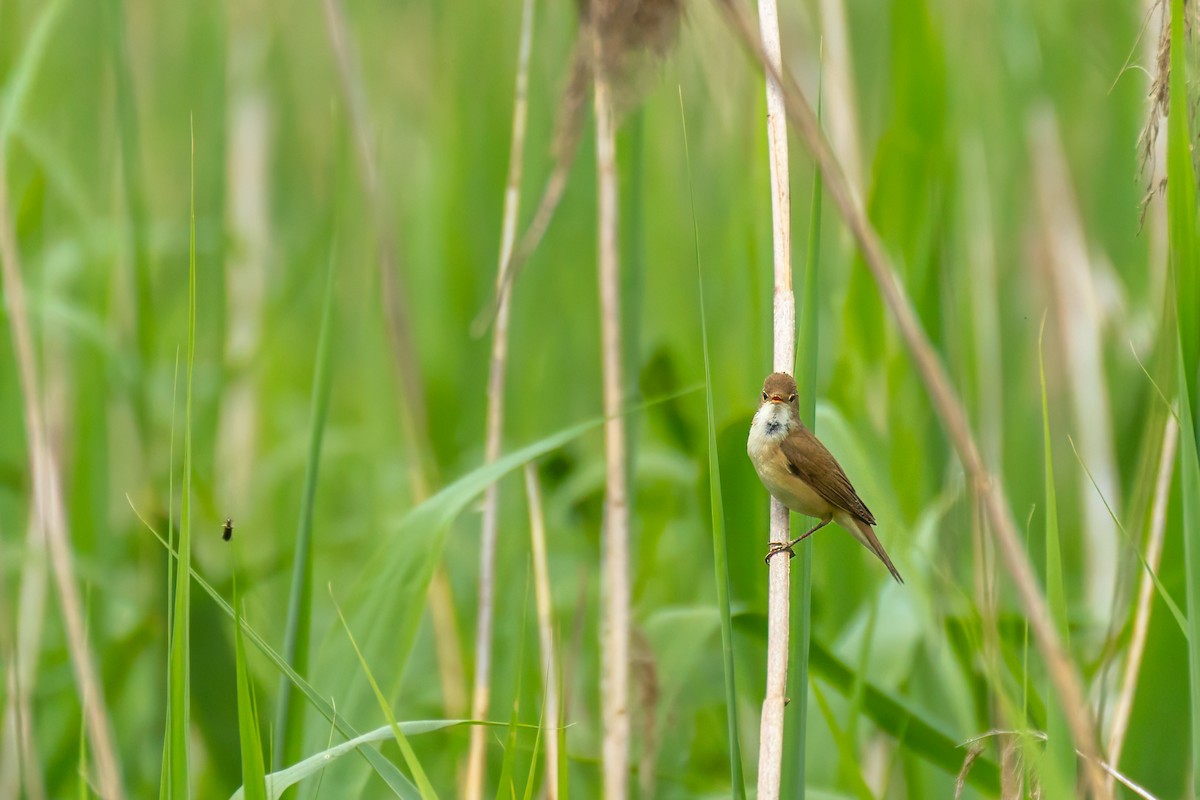 Common Reed Warbler - ML619638674