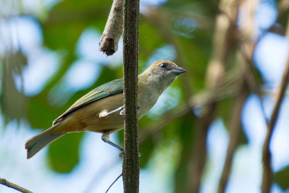 Burnished-buff Tanager - ML619638724