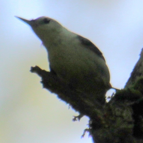 White-breasted Nuthatch (Eastern) - ML619638849