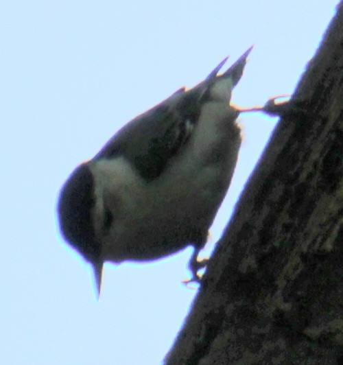 White-breasted Nuthatch (Eastern) - ML619638850