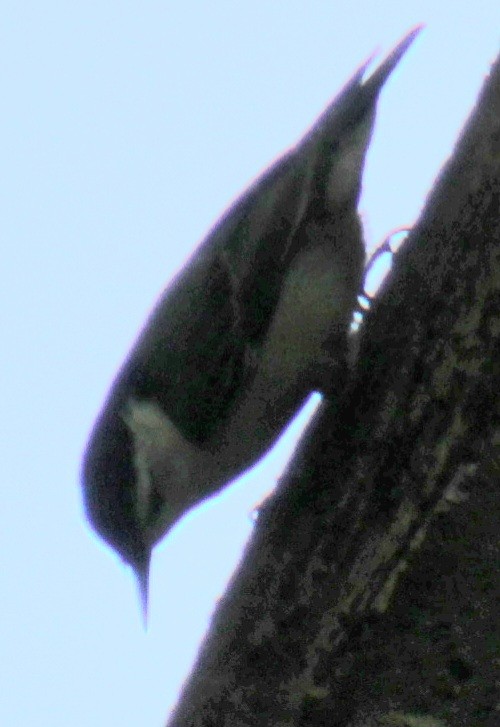 White-breasted Nuthatch (Eastern) - ML619638851