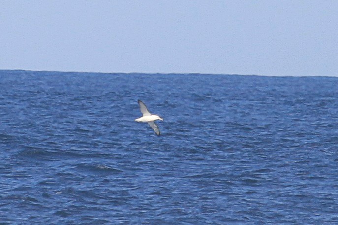 Albatros à cape blanche - ML619638871