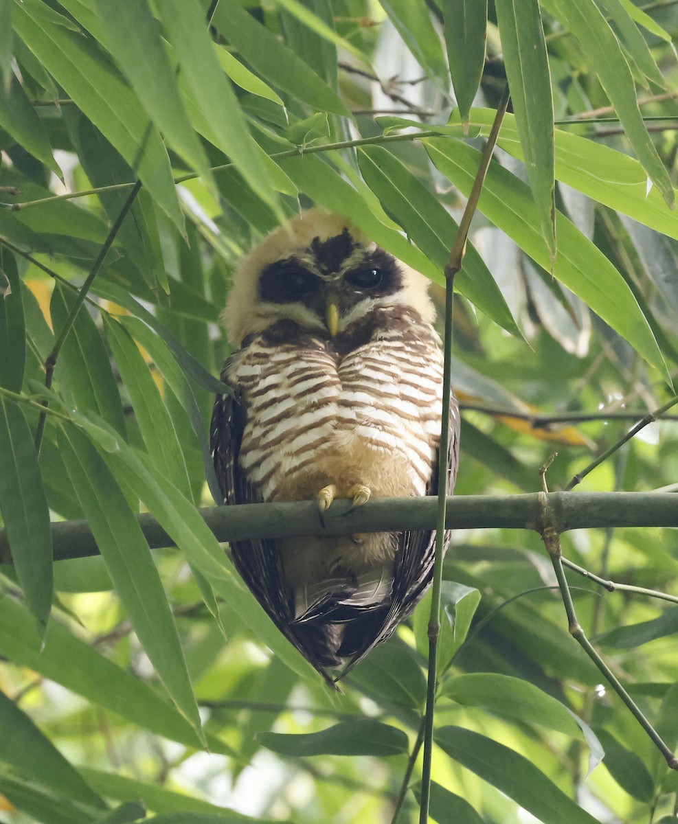 Band-bellied Owl - ML619638900