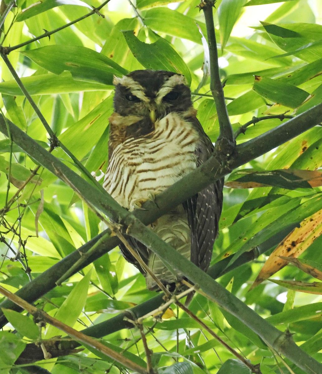 Band-bellied Owl - ML619638901