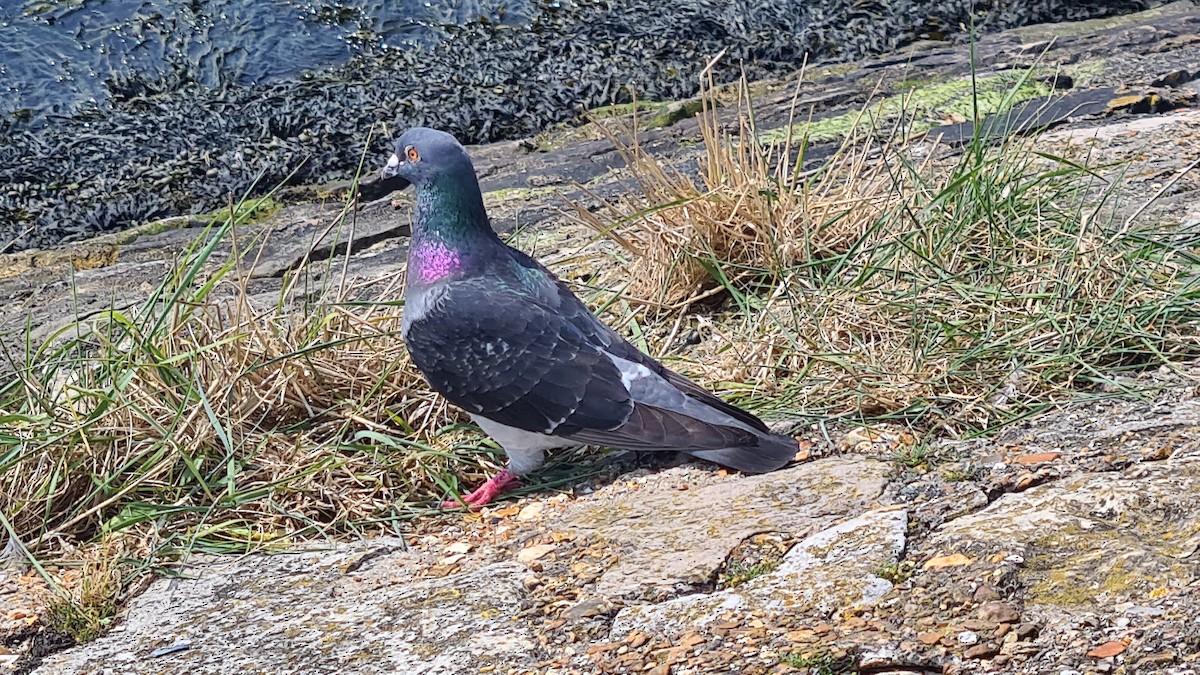 Rock Pigeon (Feral Pigeon) - ML619638978