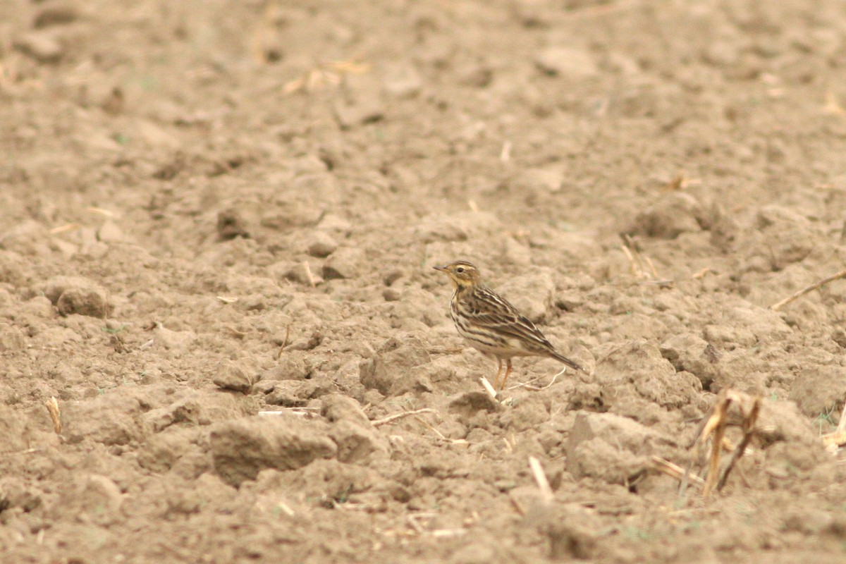 Red-throated Pipit - ML619639016