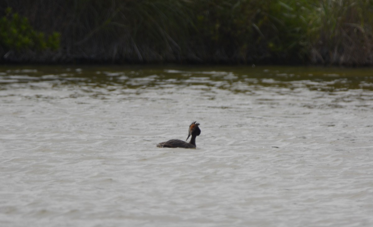 Great Crested Grebe - ML619639025