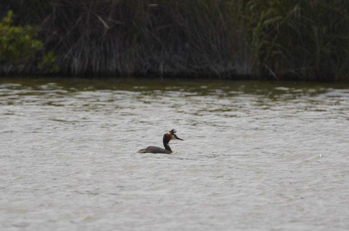 Great Crested Grebe - ML619639026