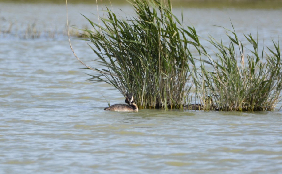 Great Crested Grebe - ML619639027