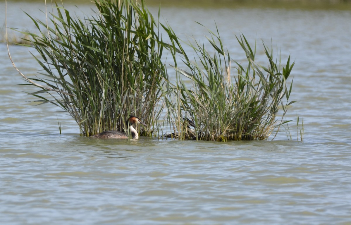 Great Crested Grebe - ML619639028