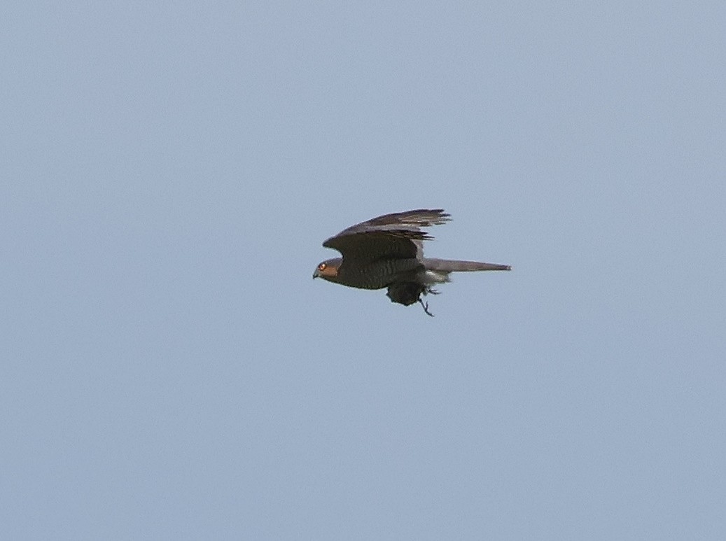 Eurasian Sparrowhawk - ML619639040