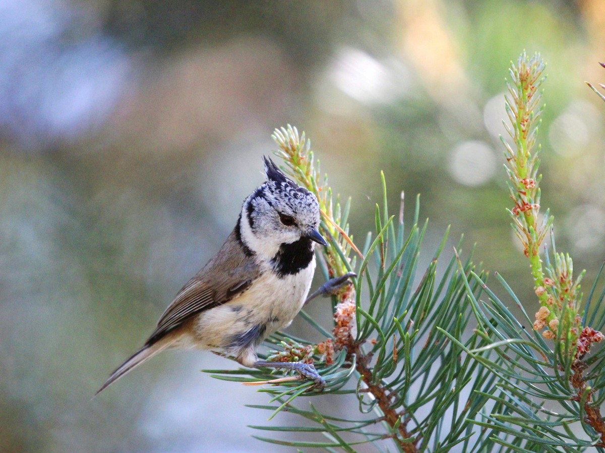 Crested Tit - ML619639044