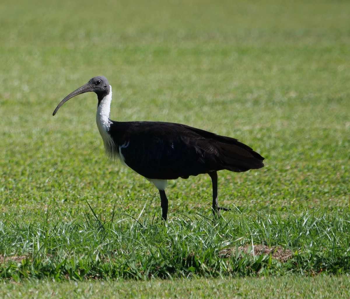 ibis slámokrký - ML619639066
