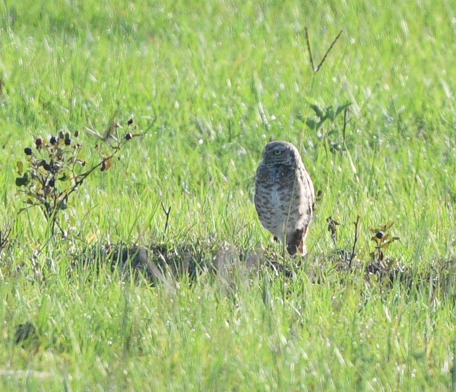 Burrowing Owl - ML619639120