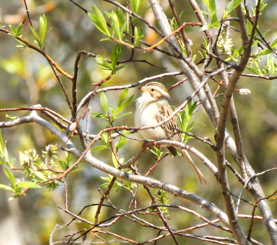 Clay-colored Sparrow - ML619639122