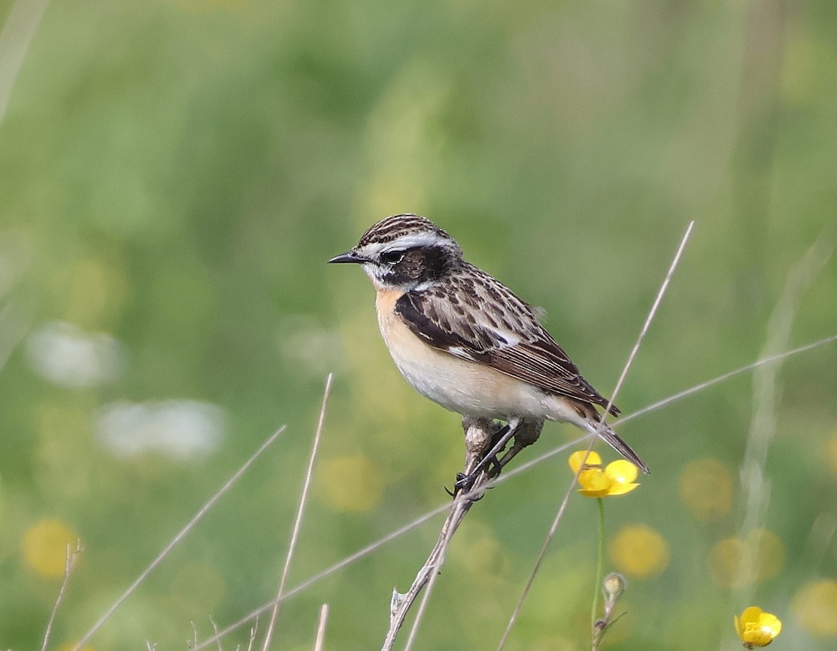 Whinchat - ML619639127