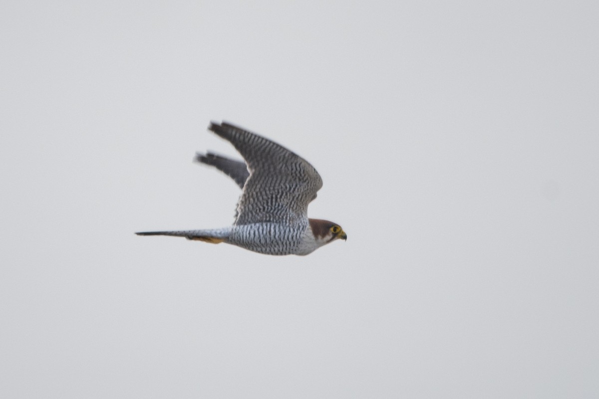 Red-necked Falcon - ML619639173