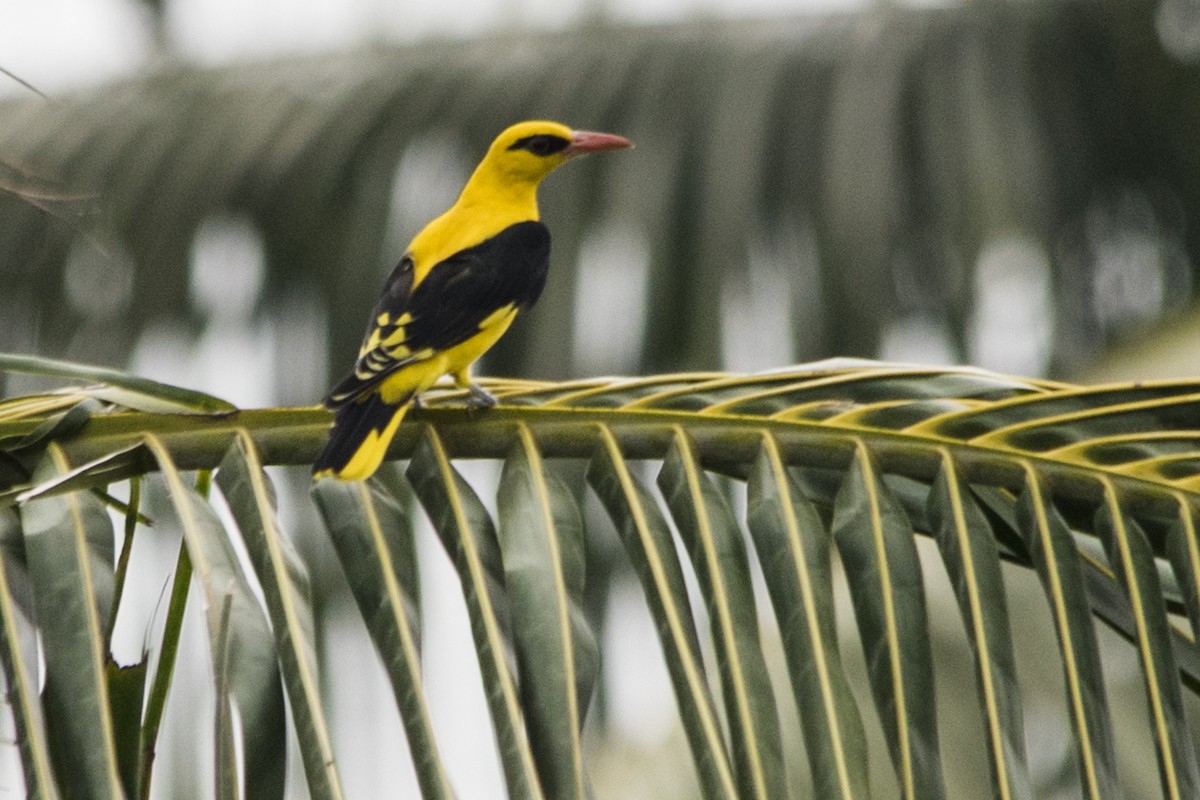 Indian Golden Oriole - ML619639183