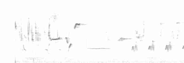 Txinbo papargorrizta iberiarra - ML619639186