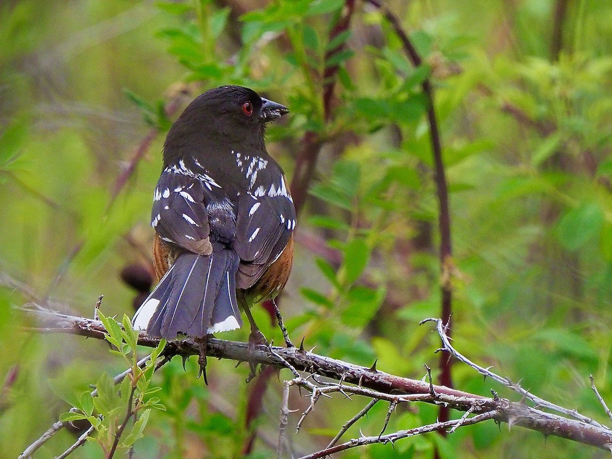 Spotted Towhee - ML619639264