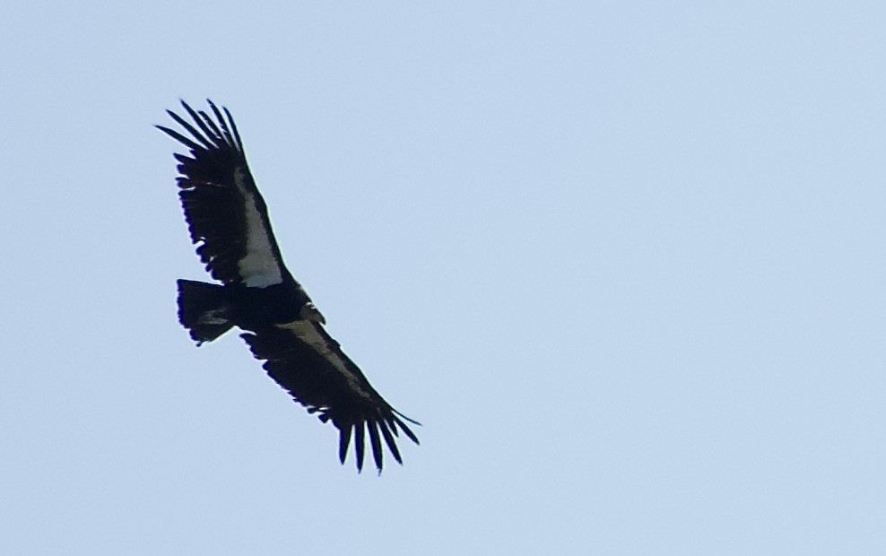 California Condor - ML619639268