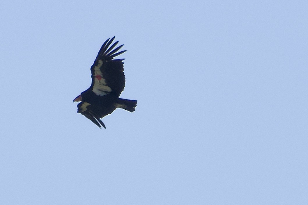California Condor - ML619639269