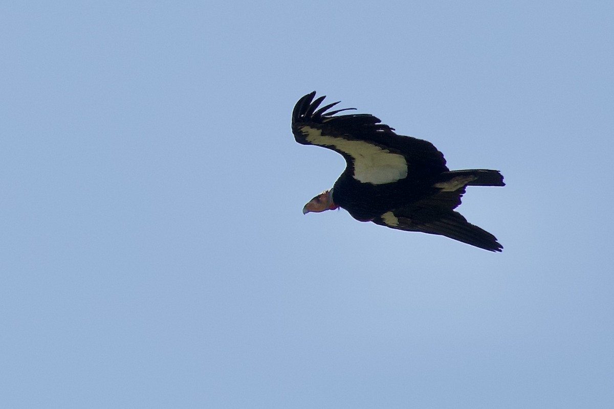 California Condor - ML619639270