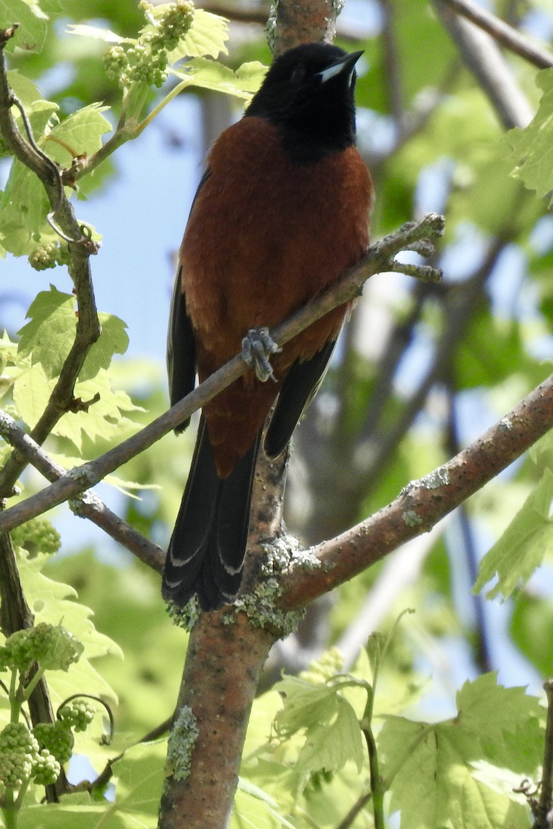 Orchard Oriole - ML619639299