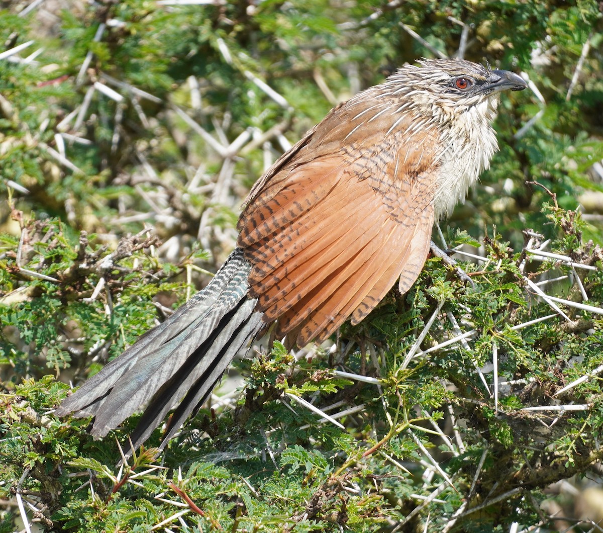 White-browed Coucal - ML619639319