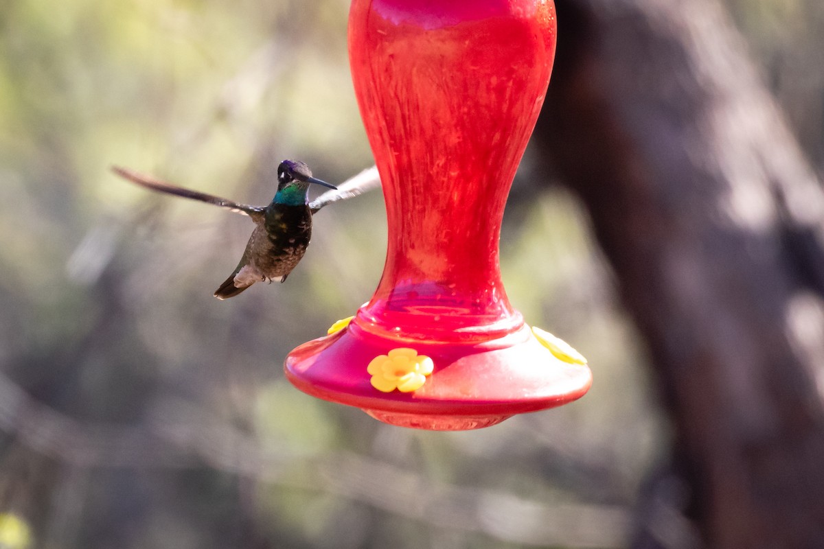 kolibřík skvostný - ML619639328