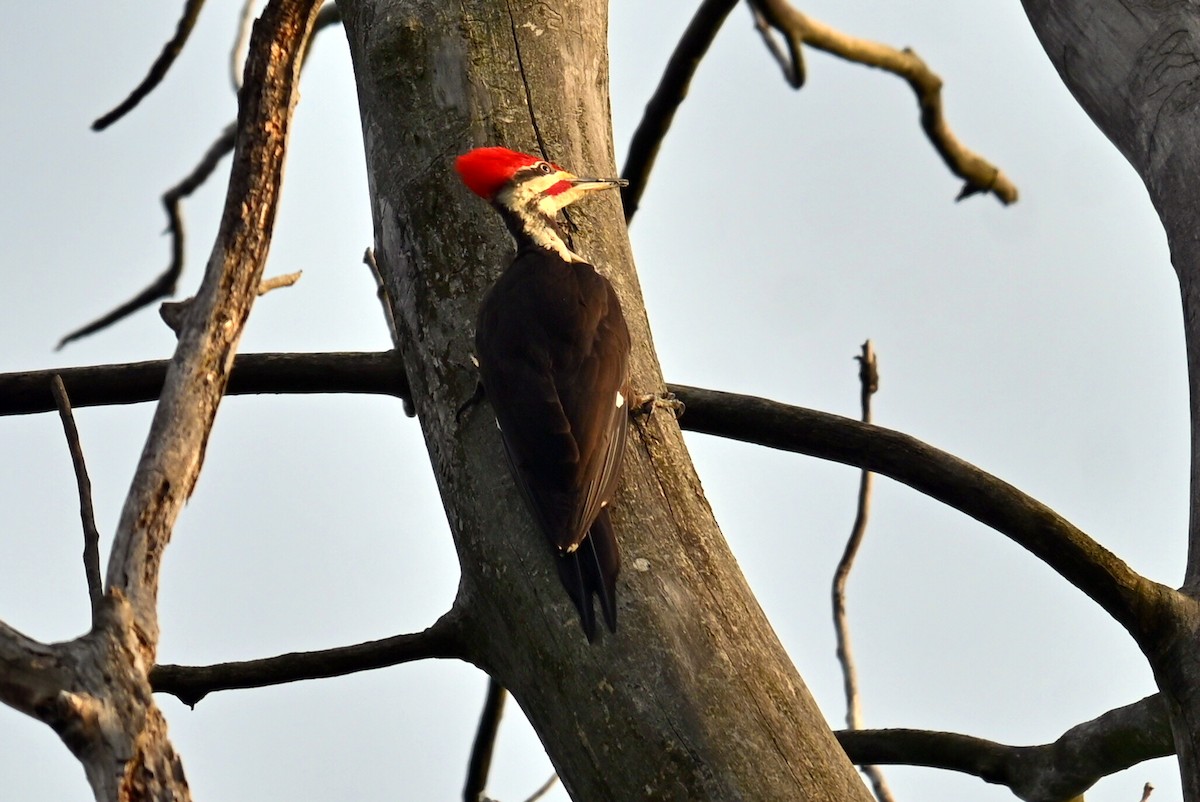 Pileated Woodpecker - ML619639333