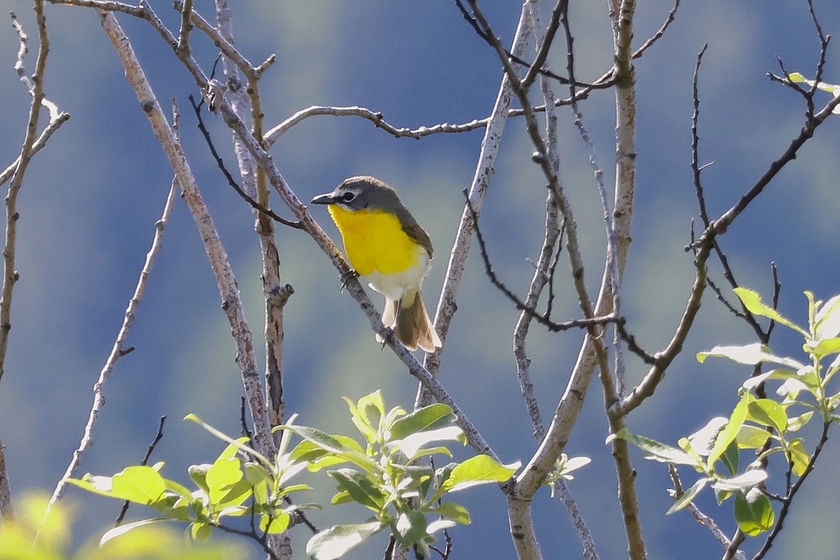 Yellow-breasted Chat - ML619639375