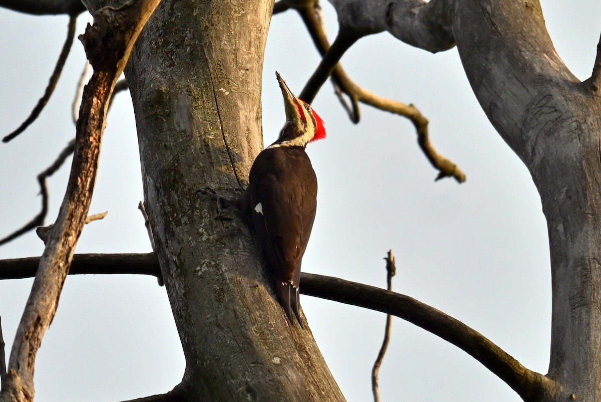 Pileated Woodpecker - ML619639376