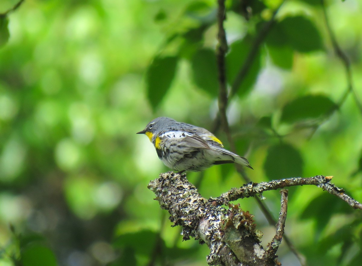 Yellow-rumped Warbler (Audubon's) - ML619639392