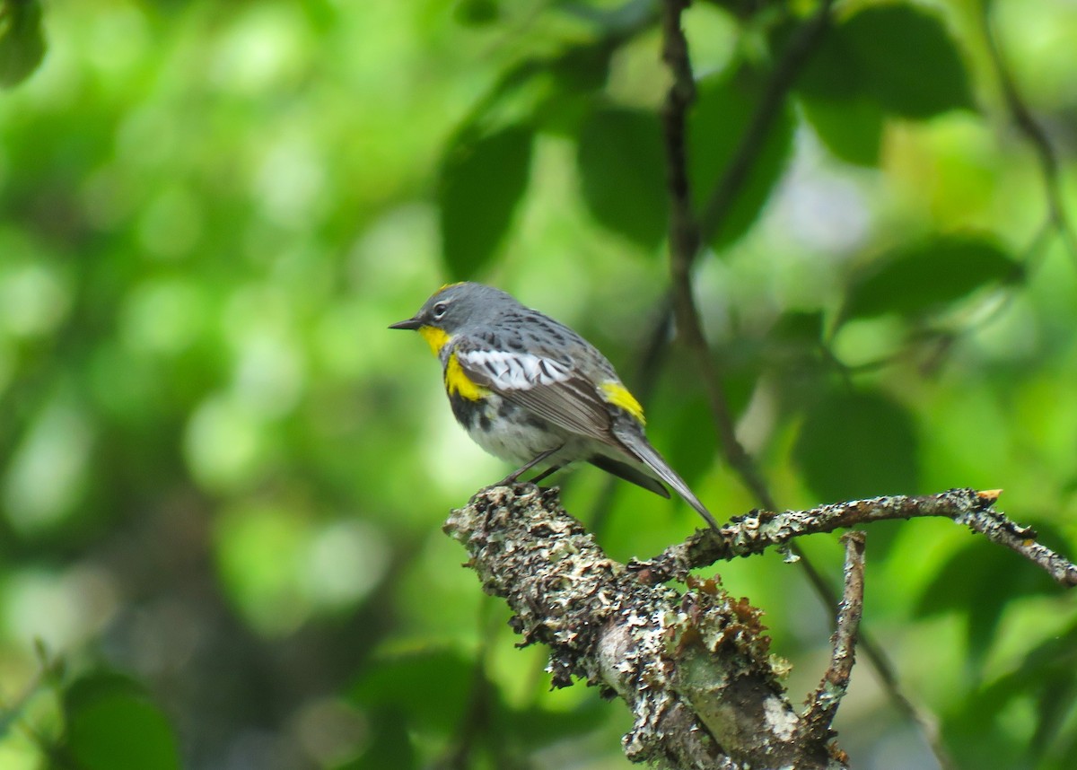 Yellow-rumped Warbler (Audubon's) - ML619639393