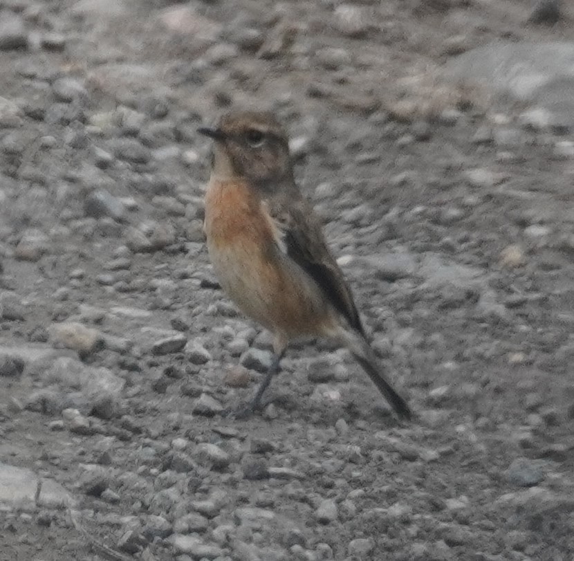 African Stonechat - ML619639397