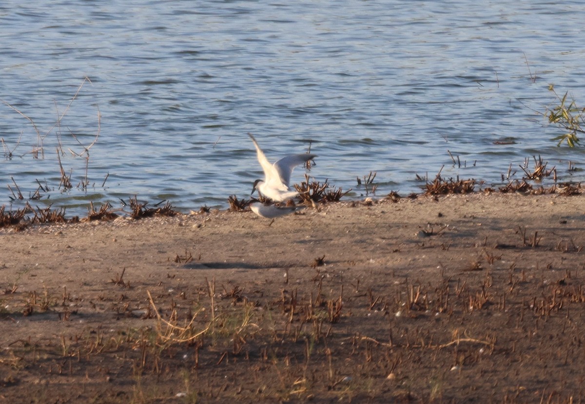 Gull-billed Tern - ML619639403