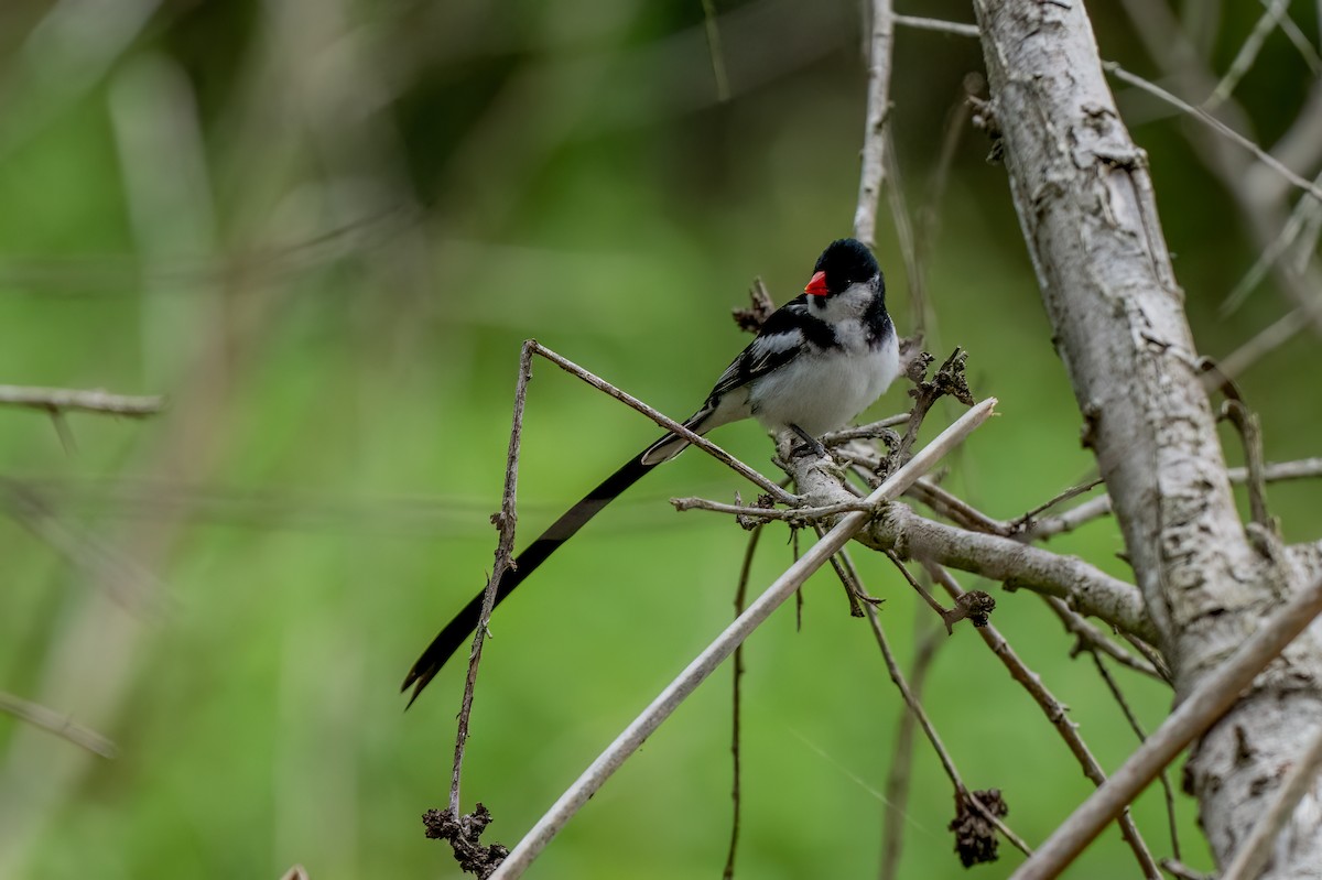 Pin-tailed Whydah - ML619639428