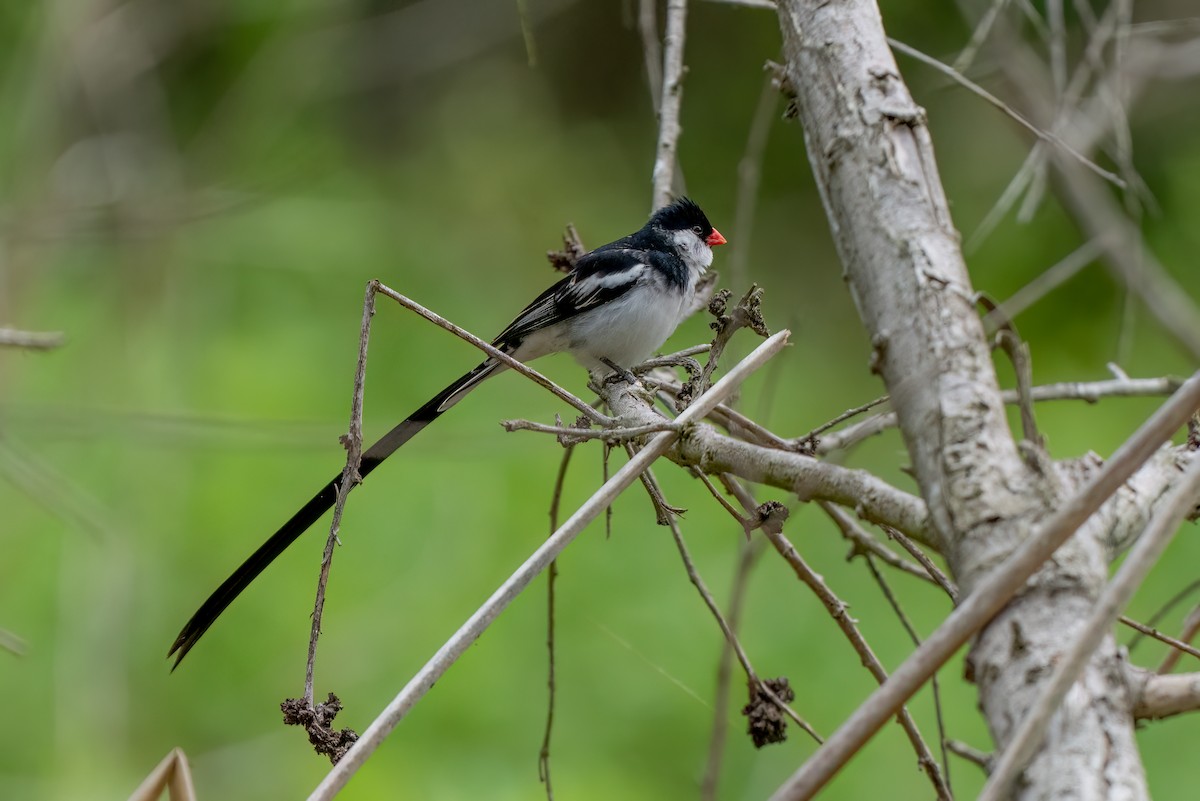 Pin-tailed Whydah - ML619639429