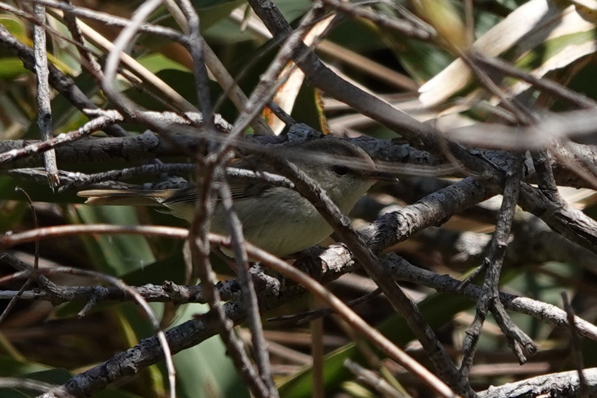 Japanese Bush Warbler - ML619639476