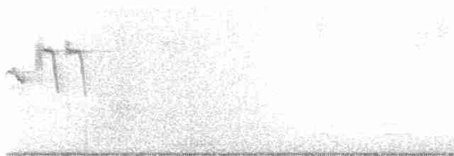 Black-throated Gray Warbler - ML619639486